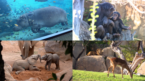 探検！世界の動物園の舞台裏 スペイン・ビオパークバレンシア