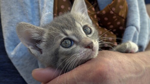 ねこ育て　いぬ育て （２２）