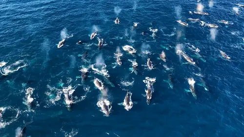 ワイルドライフSP　南アフリカ
世界初！巨大クジラ３００頭
海に響く歌の秘密